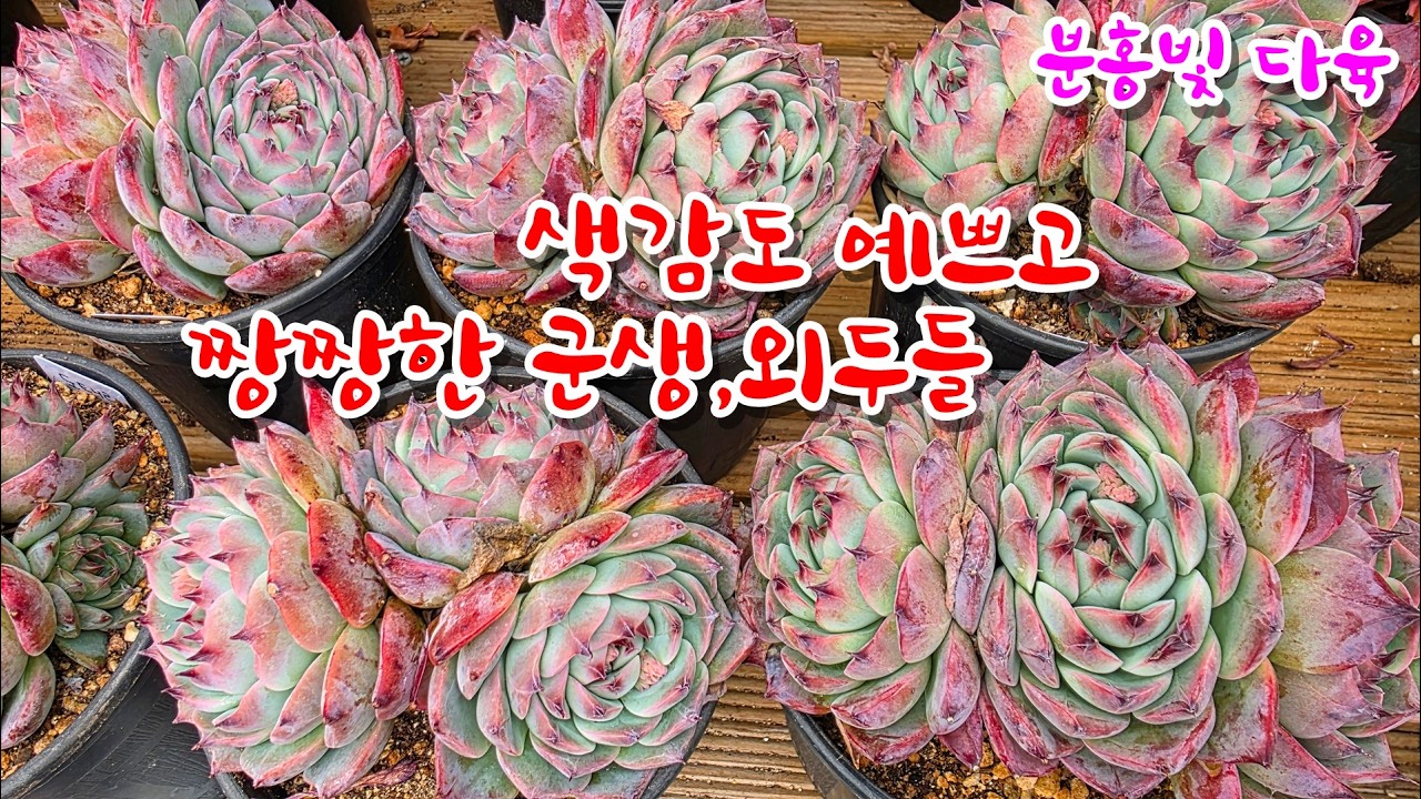 [26/3/1] 색감 예쁘고 짱짱한 군생,외두들