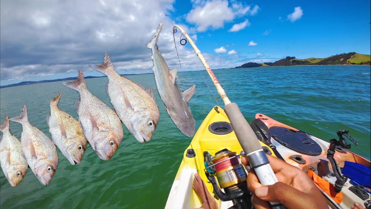 Successful Kayak Fishing in Auckland - Some Good Snaps