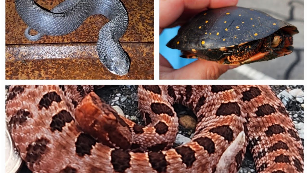 Herping Trip - Part 1: Delmarva Hognose, Tons of Turtles on the Road, & Lifer Pygmy Rattlesnakes!!