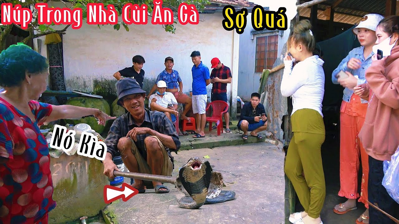 Giúp Cụ Bà 79 Tuổi Bắt Ổ Rắn Độc Sống Nhiều Năm Trong Nhà Củi| Mười Thương Săn Bắt