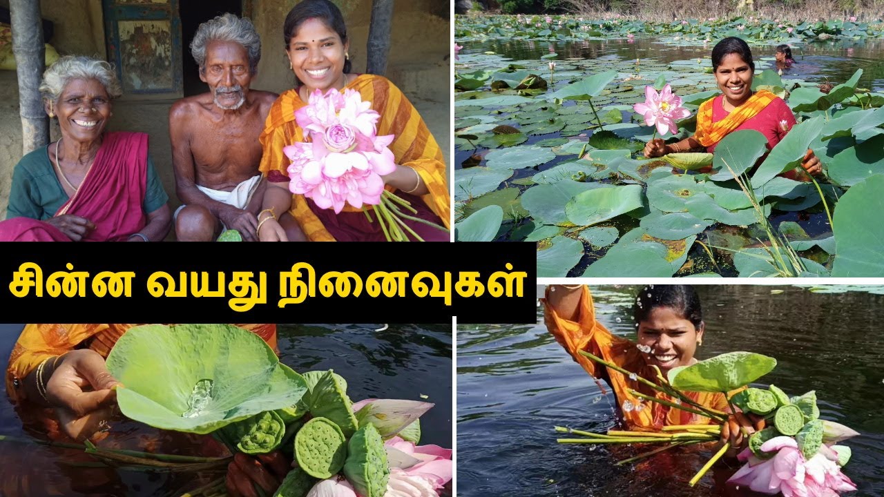 தாமரை பூ பறிக்கலாம் வாங்க |  Village Vlogs in Tamil | Village Lifestyle in Tamil