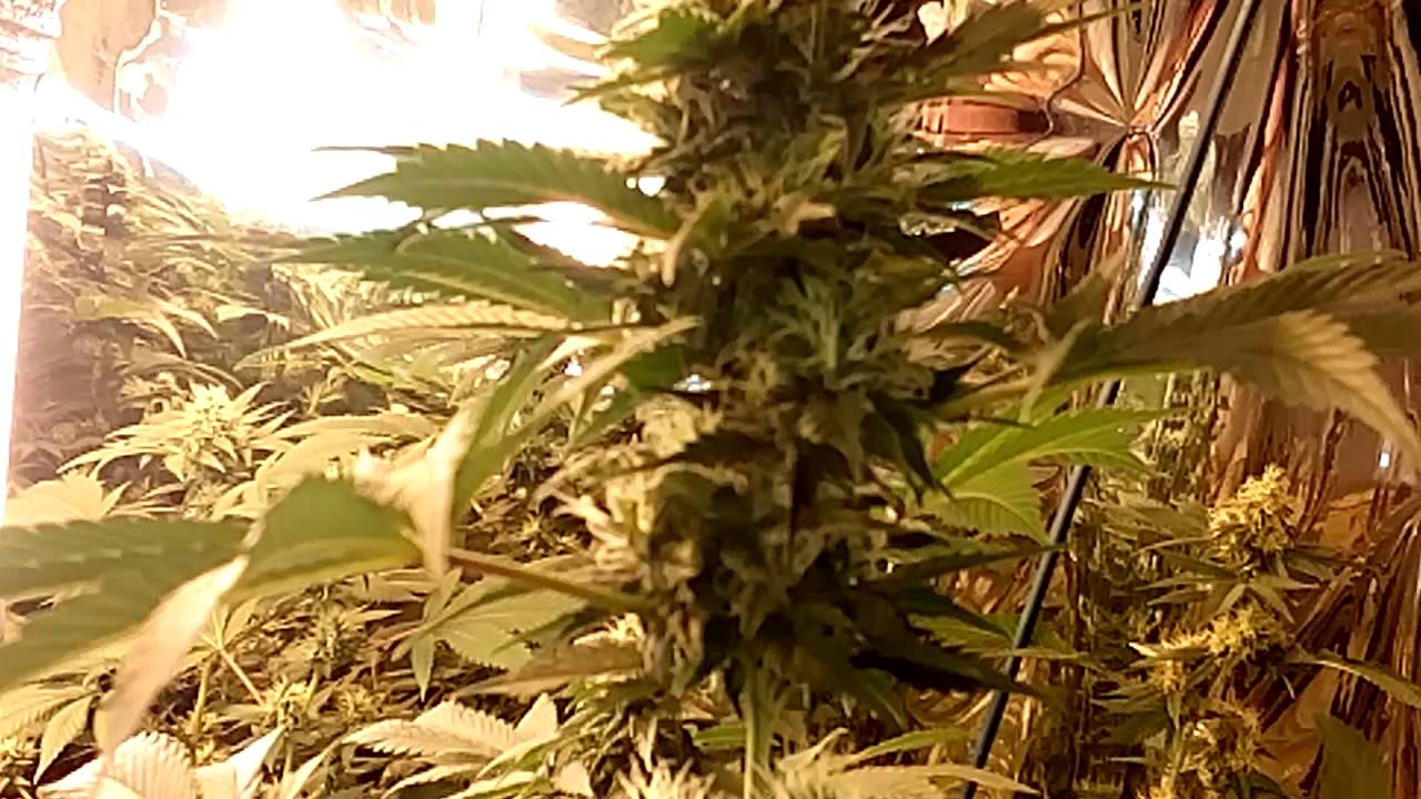 GROW BIG FAT BUDS |GROW BIG BUDS