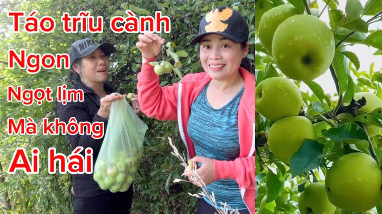 Hái táo ngoài bờ ruộng thật ngạc nhiên nơi đây có táo trĩu cành ngon ngọt lịm mà không ai hái 