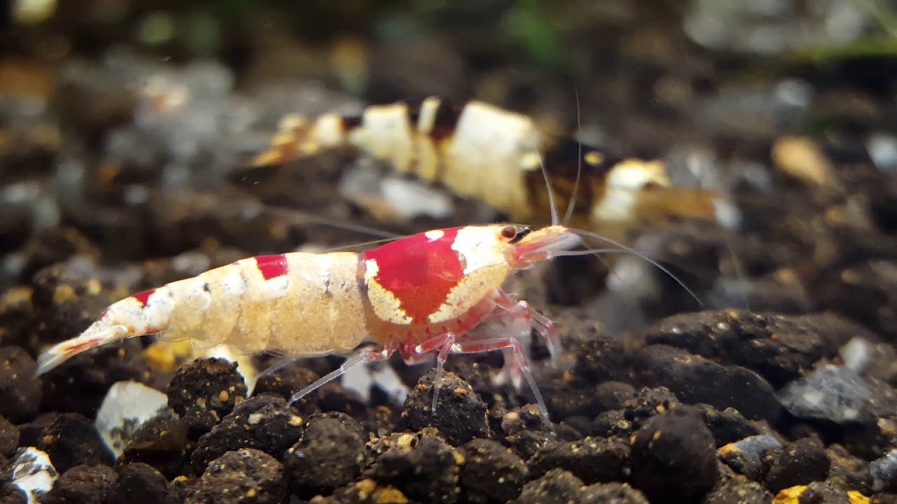 Отоцинклюс Аффинис Креветки Кристаллы Блю Дримы