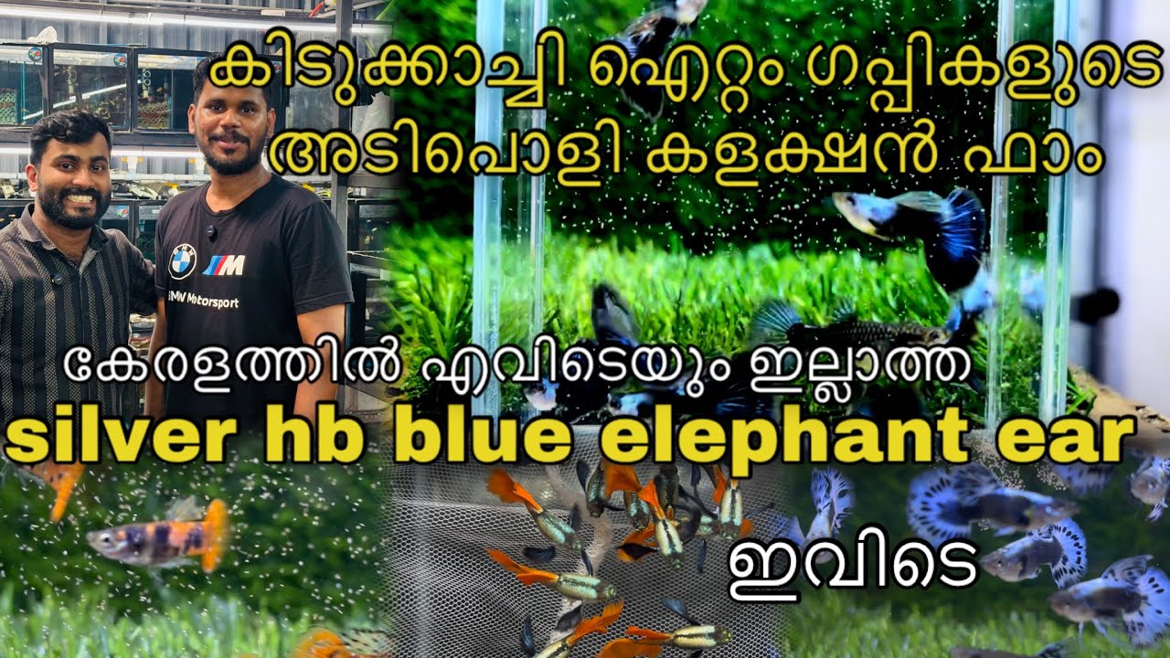 വെറൈറ്റി ഗപ്പികളുടെ വൻ ശേഖരം എവിടെയും ഇല്ലാത്ത ക്വാളിറ്റി ❤️❤️❤️