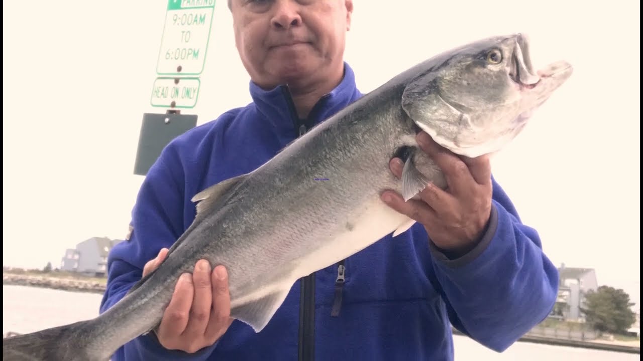 Springtime Bluefish At The Manasquan Inlet
