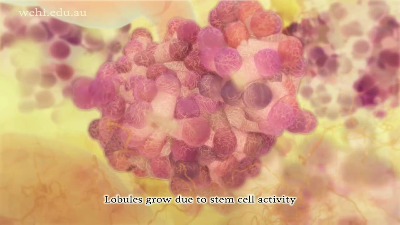 Breast Stem Cells (2010) Etsuko Uno wehi.tv