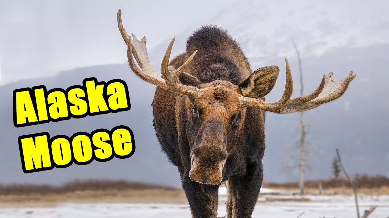 The AMAZING Alaska Moose