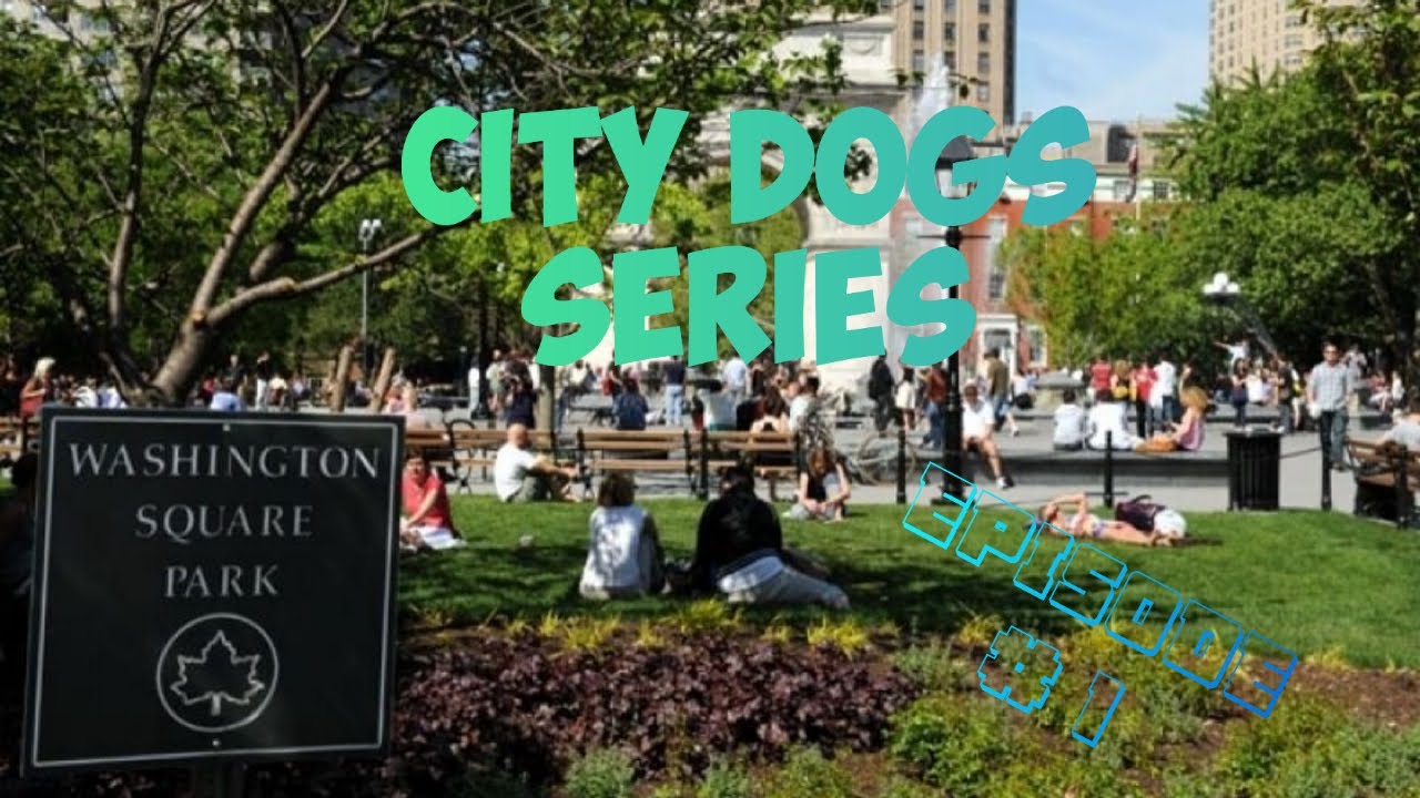 DOG videos mini series