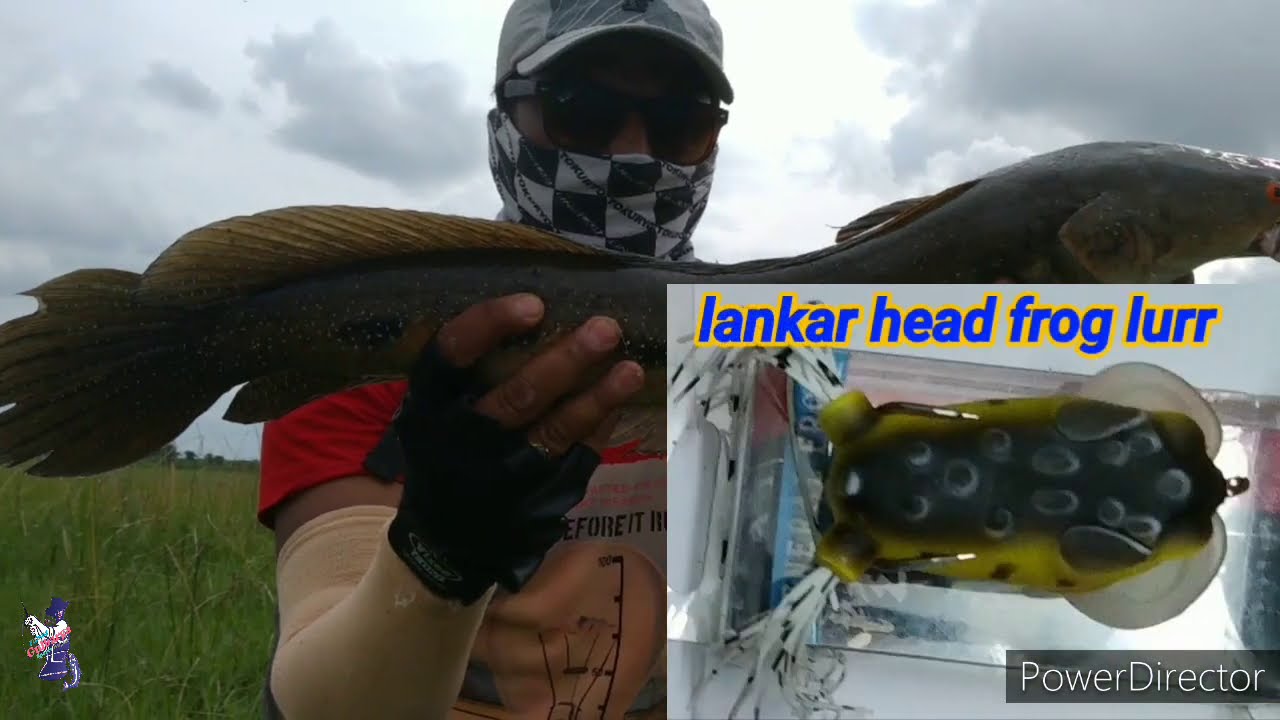 Giant Snakehead Fish || Big Murrel