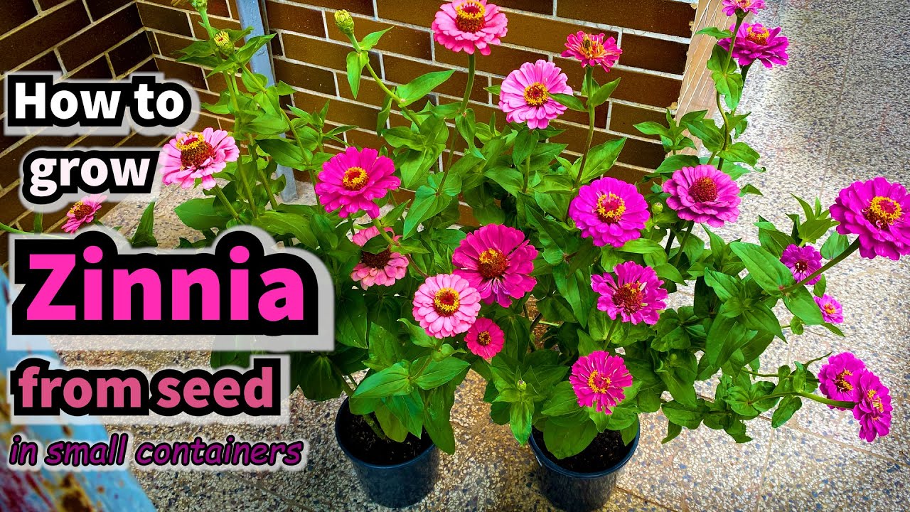 How to Grow Zinnia from Seed in Containers