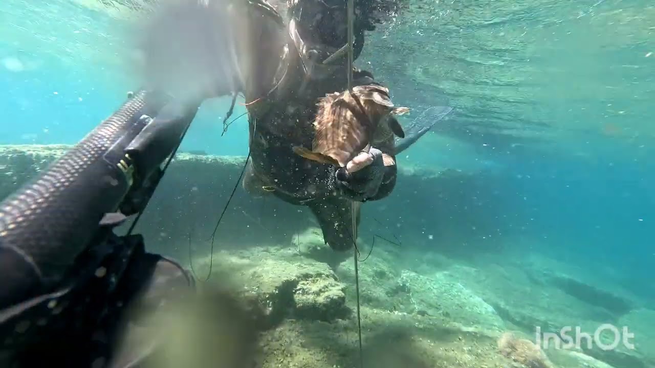 Lahos avı #fishing#fish#underwater #spearfishing#underwaterdiving #spear#pescasubmarin