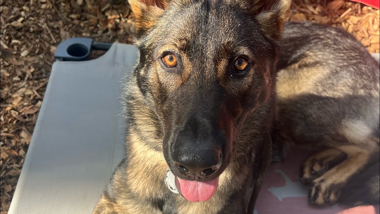 Sidekick leash intro with Scout the Czech Sheppard 