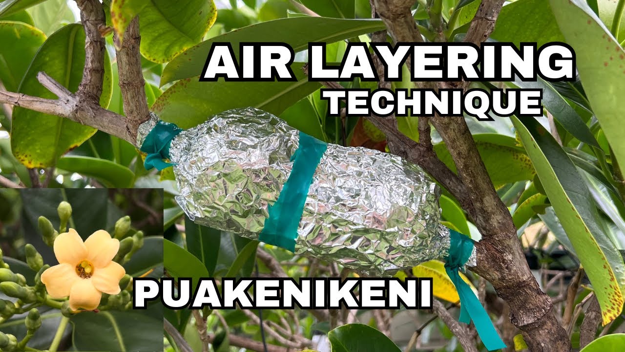 Clone this Flowering Tree the Easy Way.