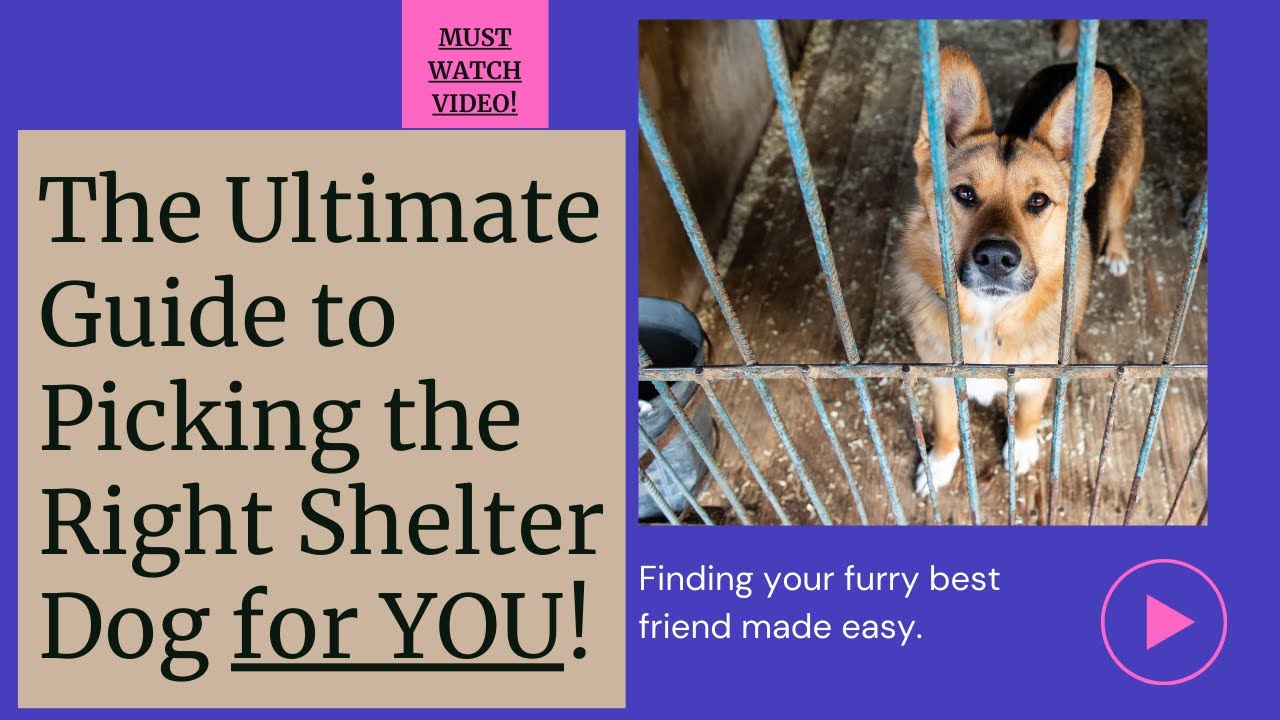 The Ultimate Guide to Picking the Right Shelter Dog for YOU