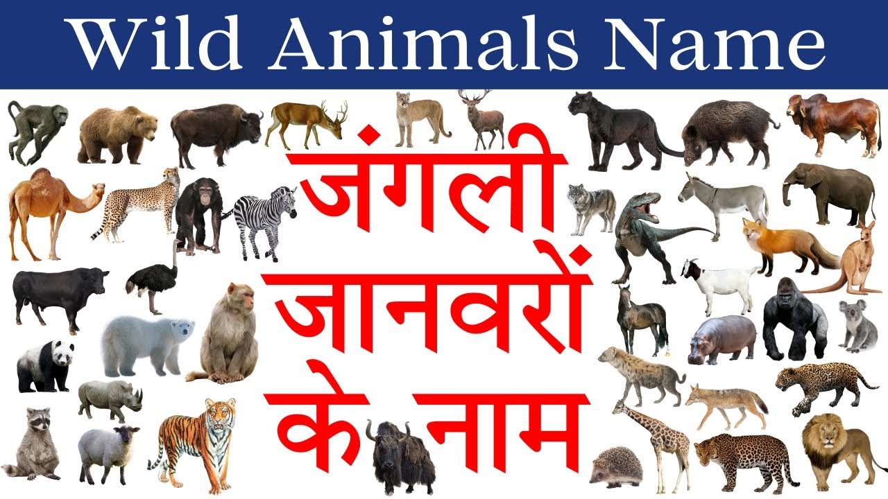 Wild Animals Name in Hindi & English with Pictures and Sounds | जंगली जानवरों के नाम