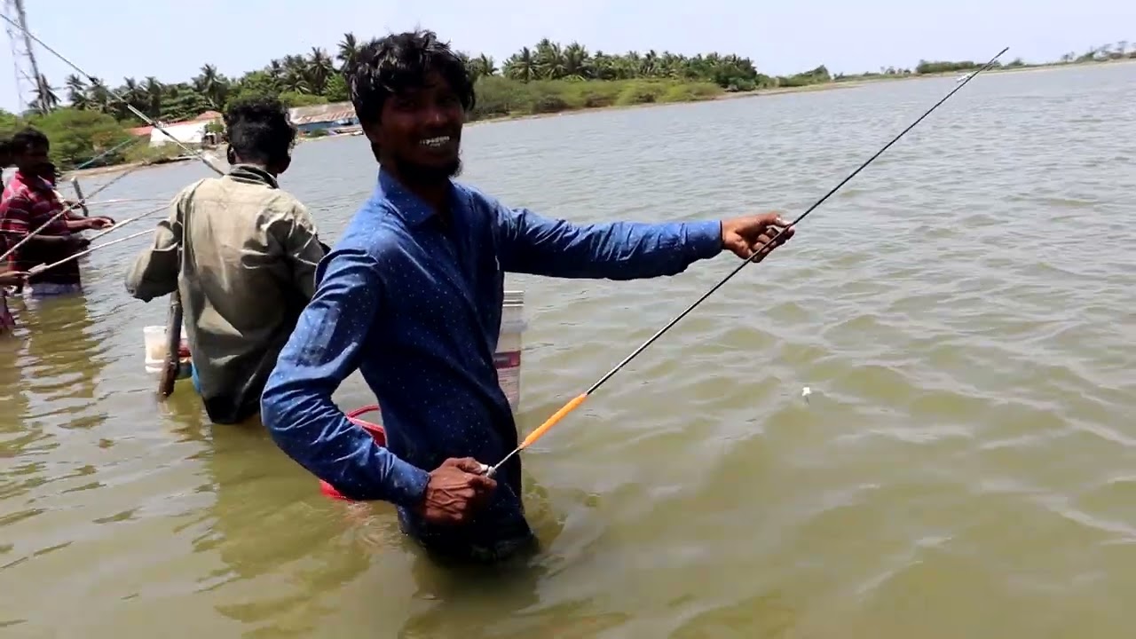 Mullet Fish Fishing in River using Maida bait