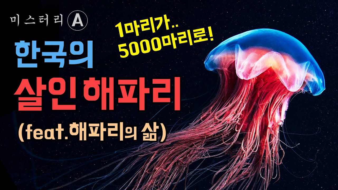 한국의 살인 해파리, 해파리 독의 비밀 (feat. 해파리의 삶)