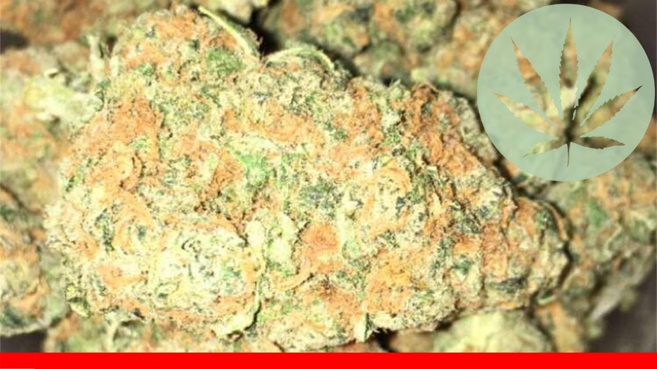 Power Kush - All About This Strain