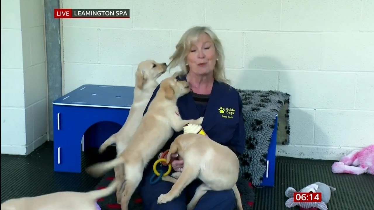 BBC Breakfast : Carol telling the weather with playable puppies