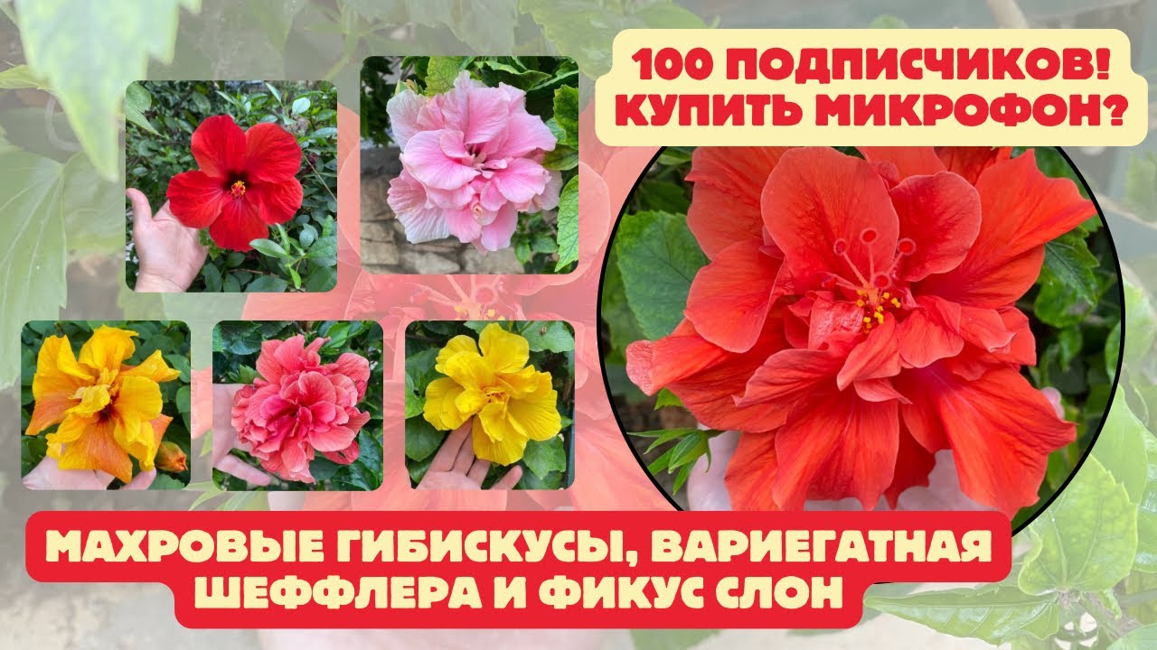 Как Цветет Банан? Огромные Махровые Гибискусы, Стрилиция, Шеффлера и Лировый Фикус 