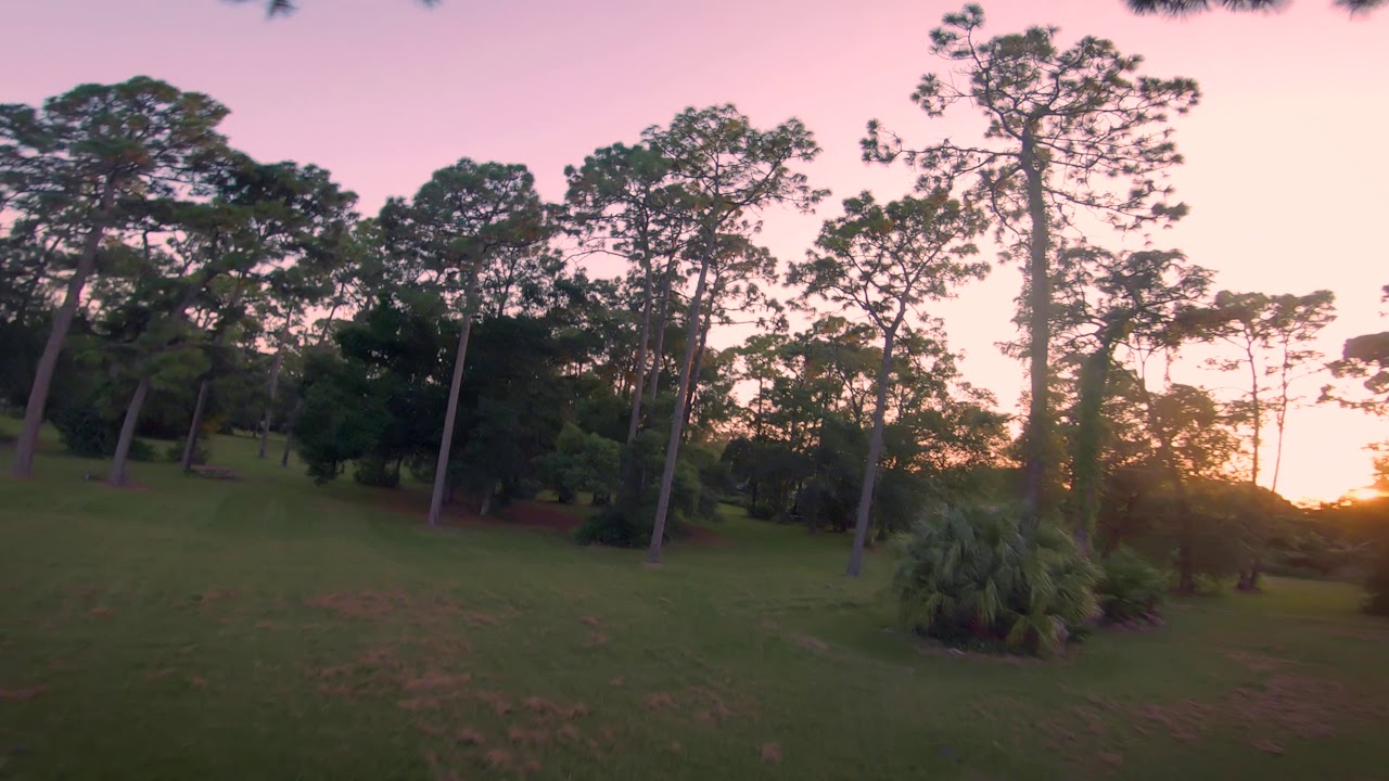 Post-Summer Vibes - Uncut FPV Tree Flow