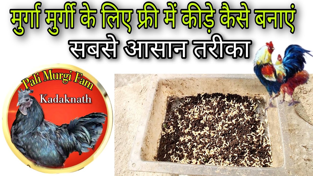 मुर्गा मुर्गी के लिए फ्री में कीड़े कैसे बनाएं #murga #farming #chicken #kadaknath #kadaknathfarming