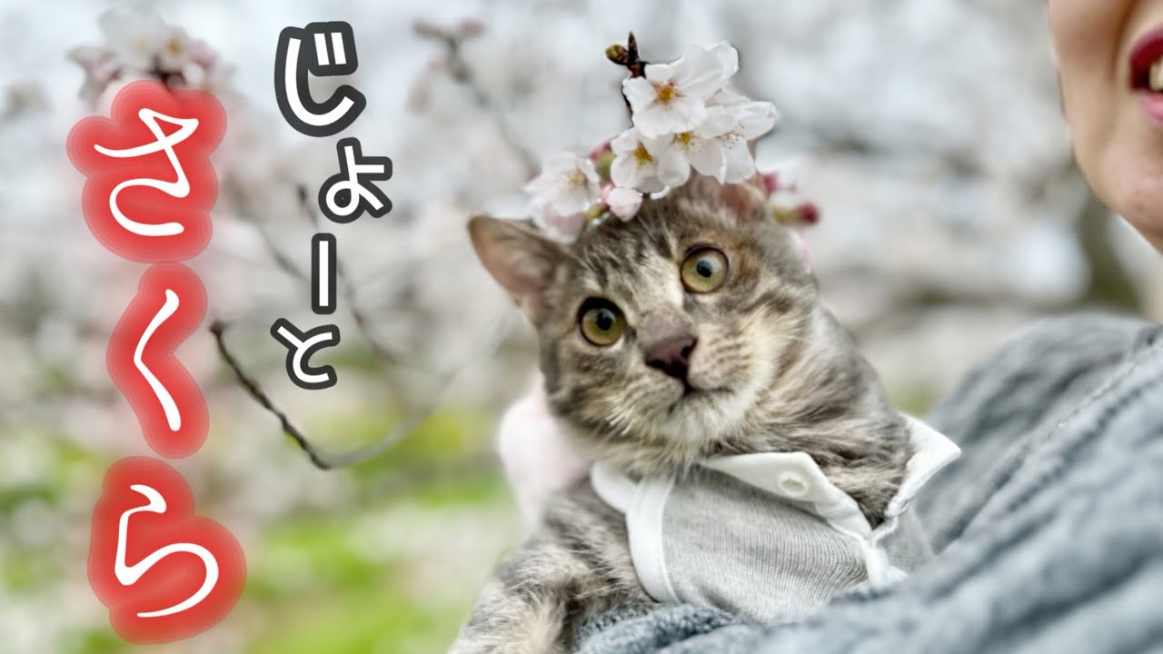 【春】ジョーとお花見して来ました。「いつか歩けますように🌸」