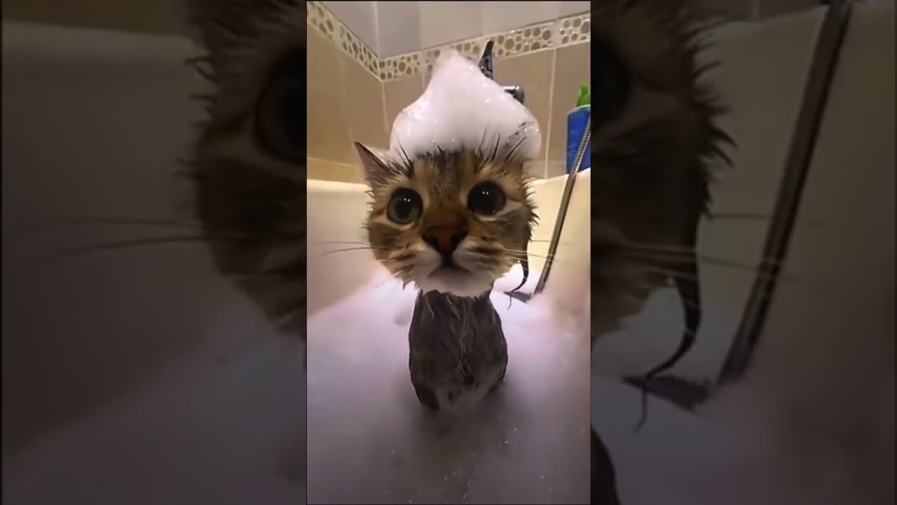 ￼cute cat in bathtub with soap on head 