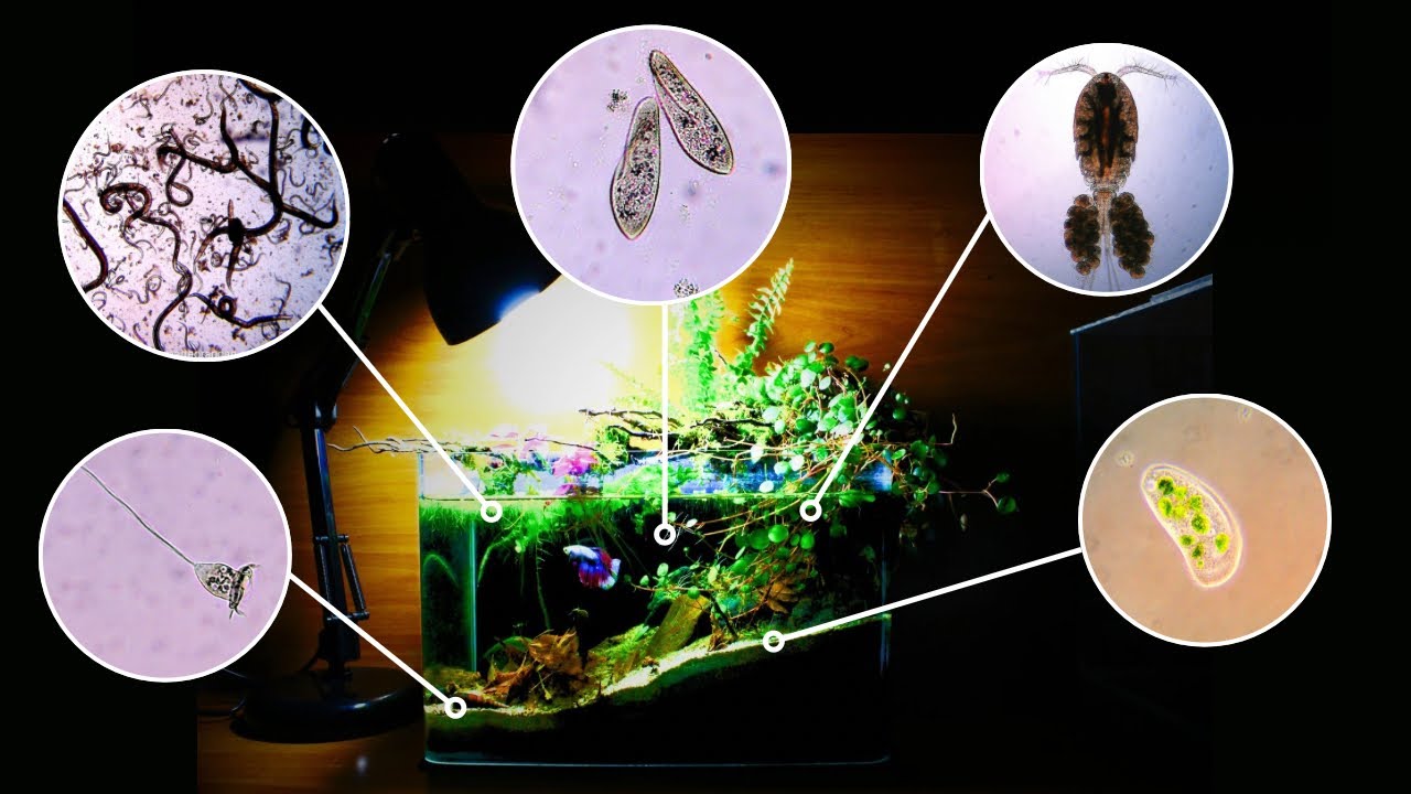 Microrganismi in Acquario! Panoramica tra benefici e pericoli ⚠️