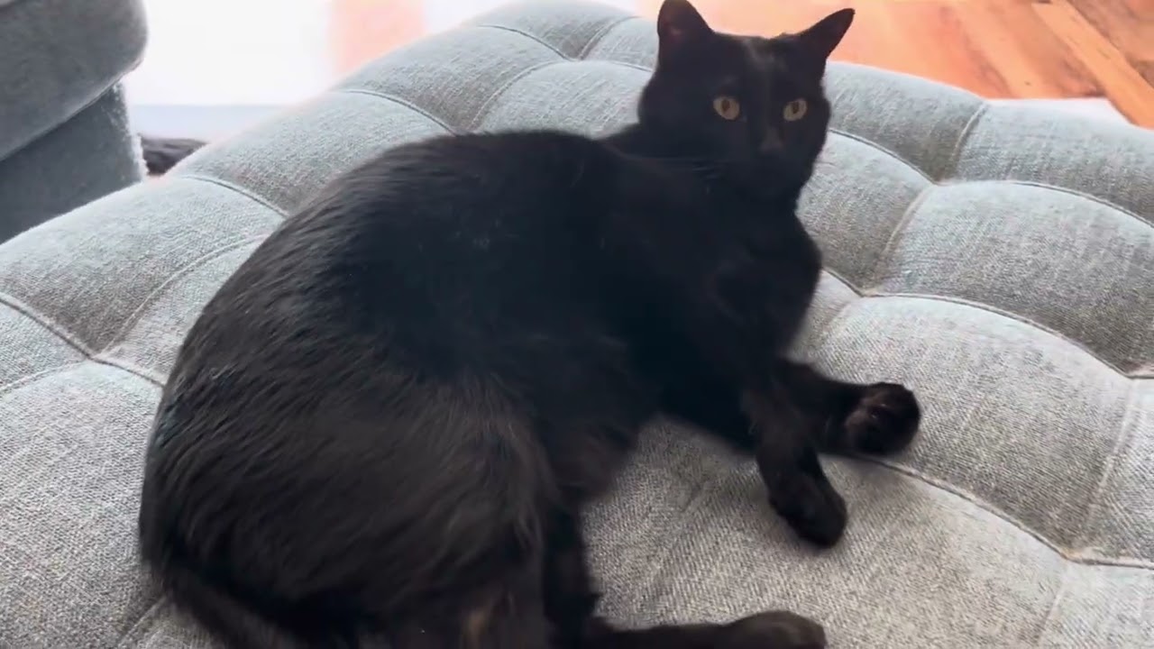 I talk to my cat about heartbreak 