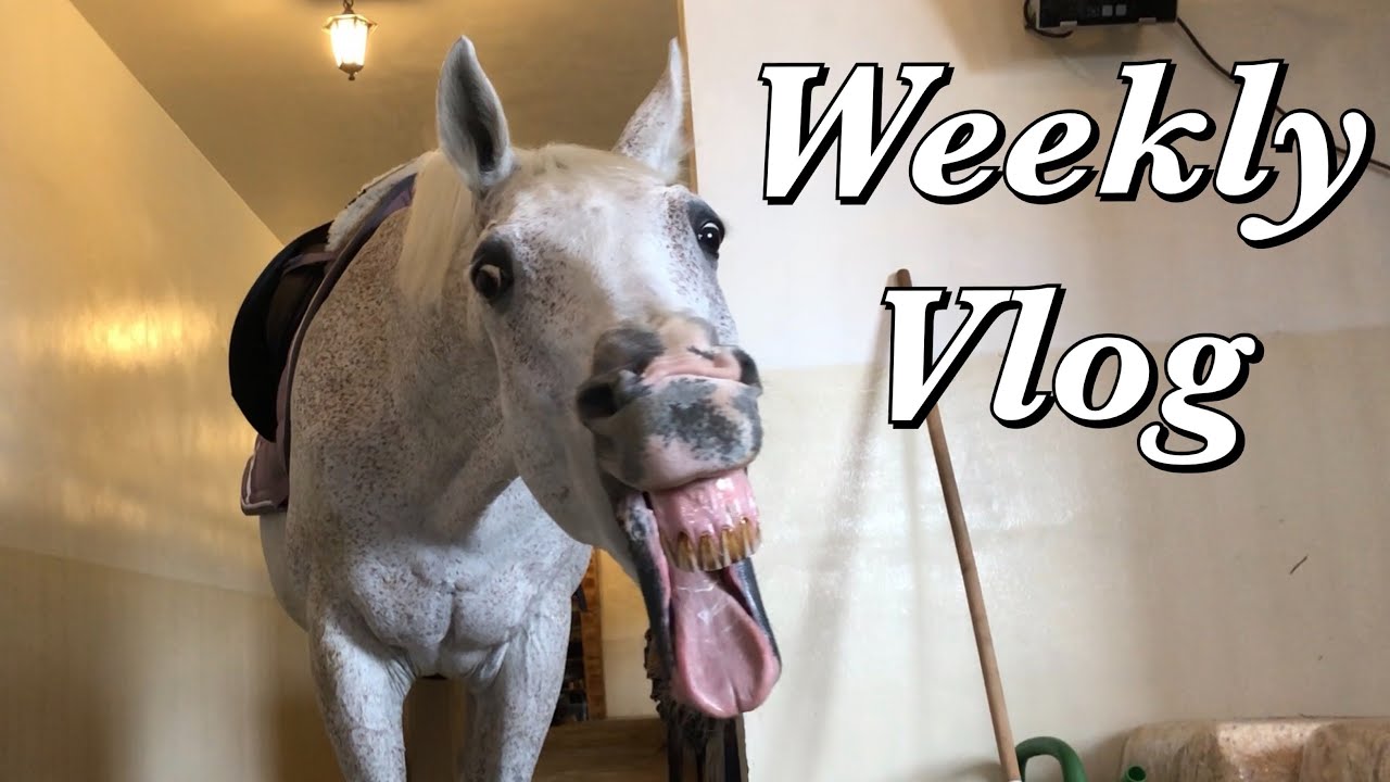 WeeklyVlog // trénování, haul, Aničky nový kůň