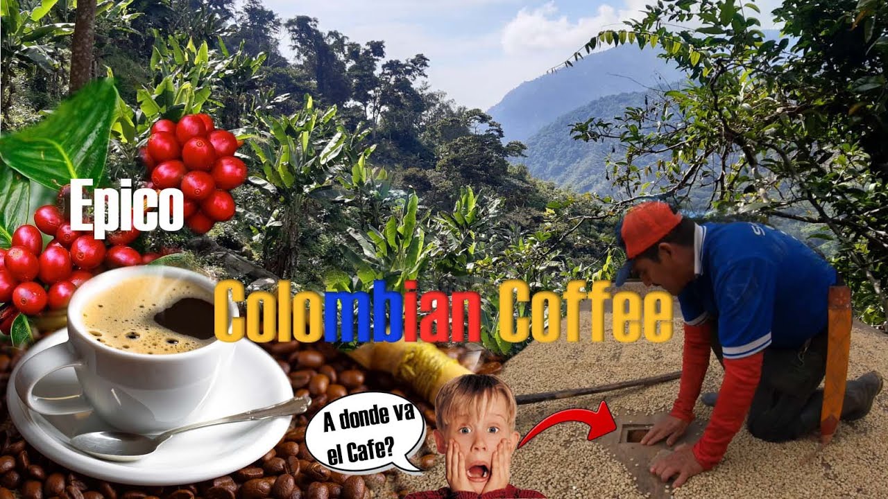 De donde viene el mejor Café del mundo? | Proceso, Sierra Nevada Colombia|The coffee Experience.