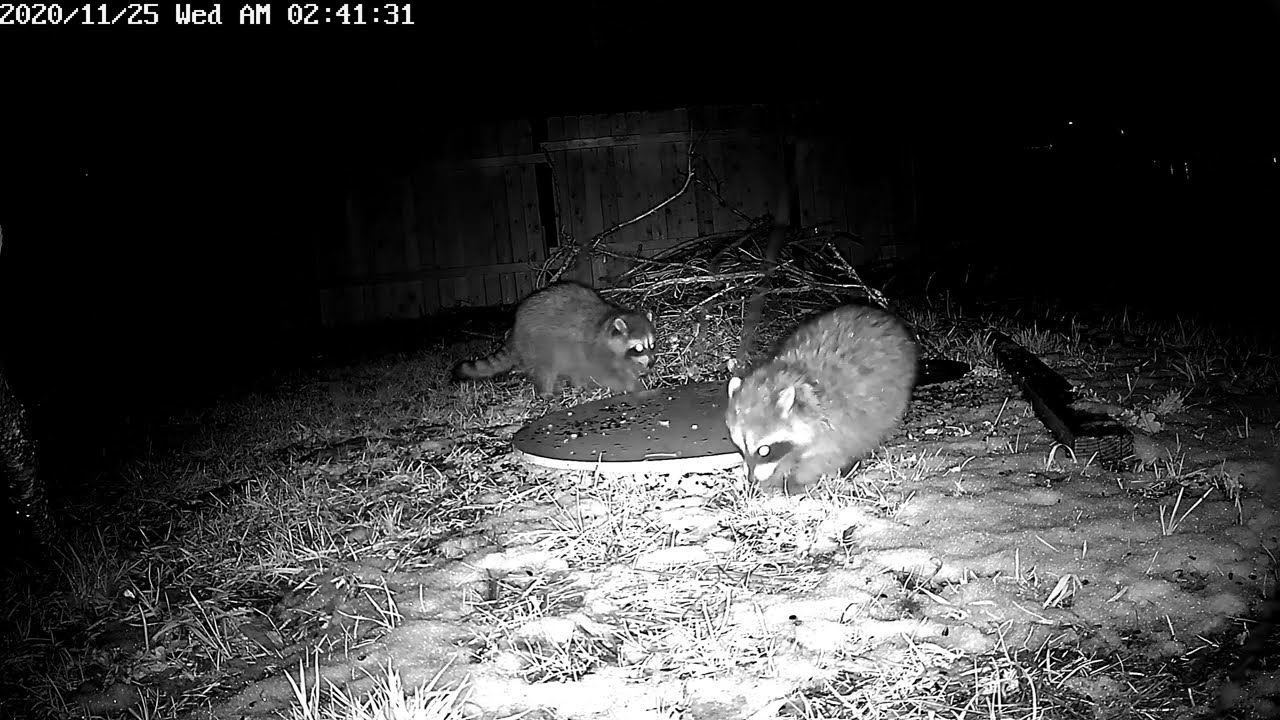 raccoon family -  a group of raccoons come over night wit some birds and sky too  to visit