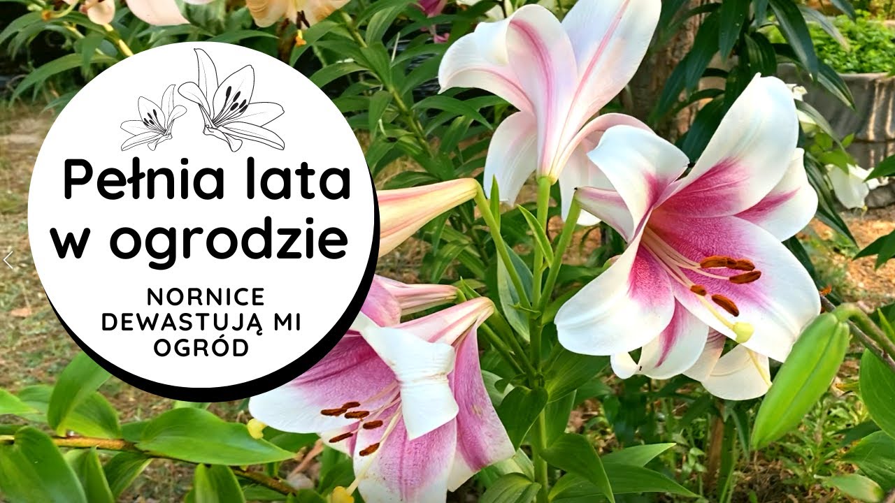 🌻🌼🌷Spacer po ogrodzie, lato🌞 Plaga nornic🐁🐀 - utrapienie tego roku🙈Jak się mają Moje Uprawy🌱?