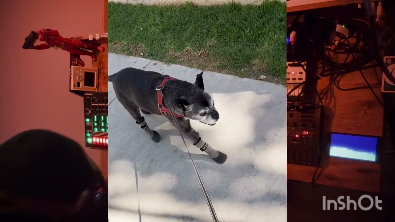 Tof + Toño = Mortal Kombo /// Pet Jam Challenge