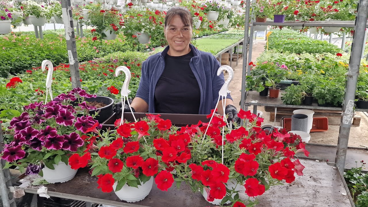 Petunia - Ingrijire , Plantare, Udare!