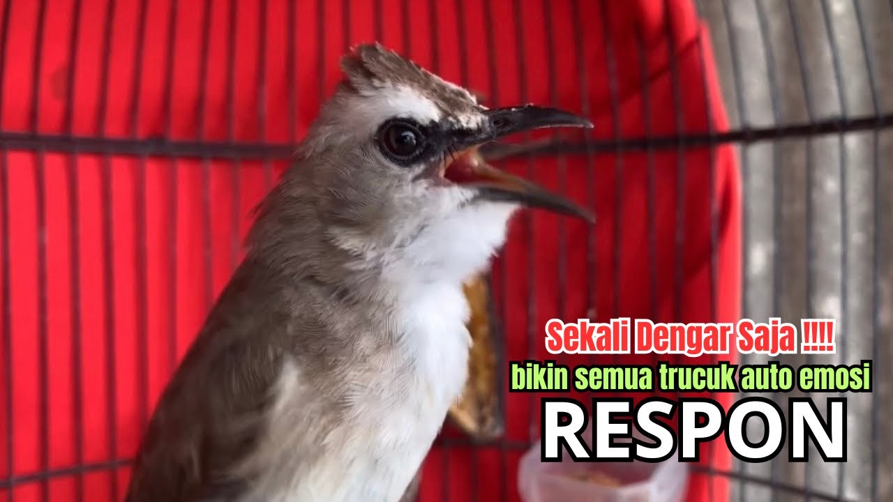 burung trucukan gacor NGALAS AMPUH paling PANDAI BIKIN semua TRUCUK GACOR LANGSUNG NYAUT