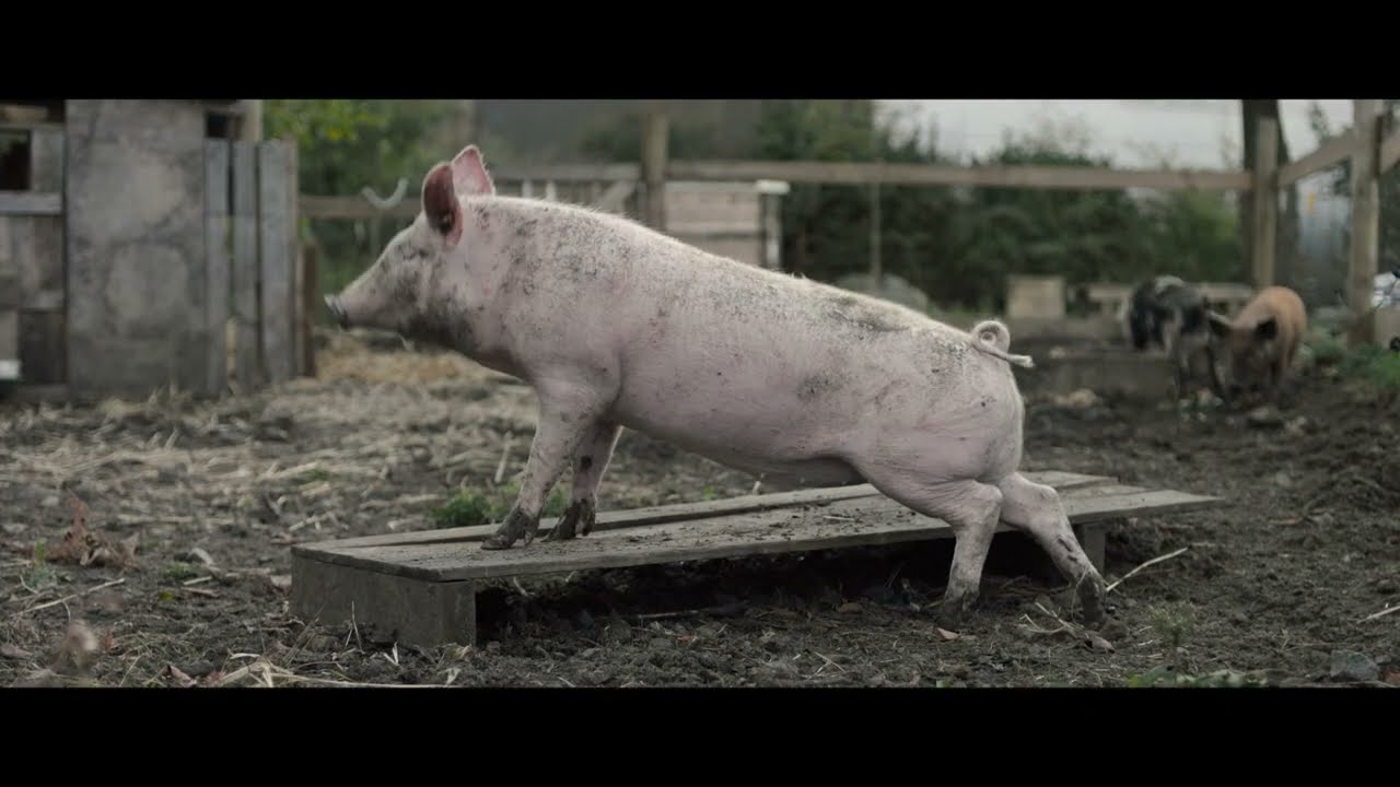 New Pigs on the Block - Bande-annonce