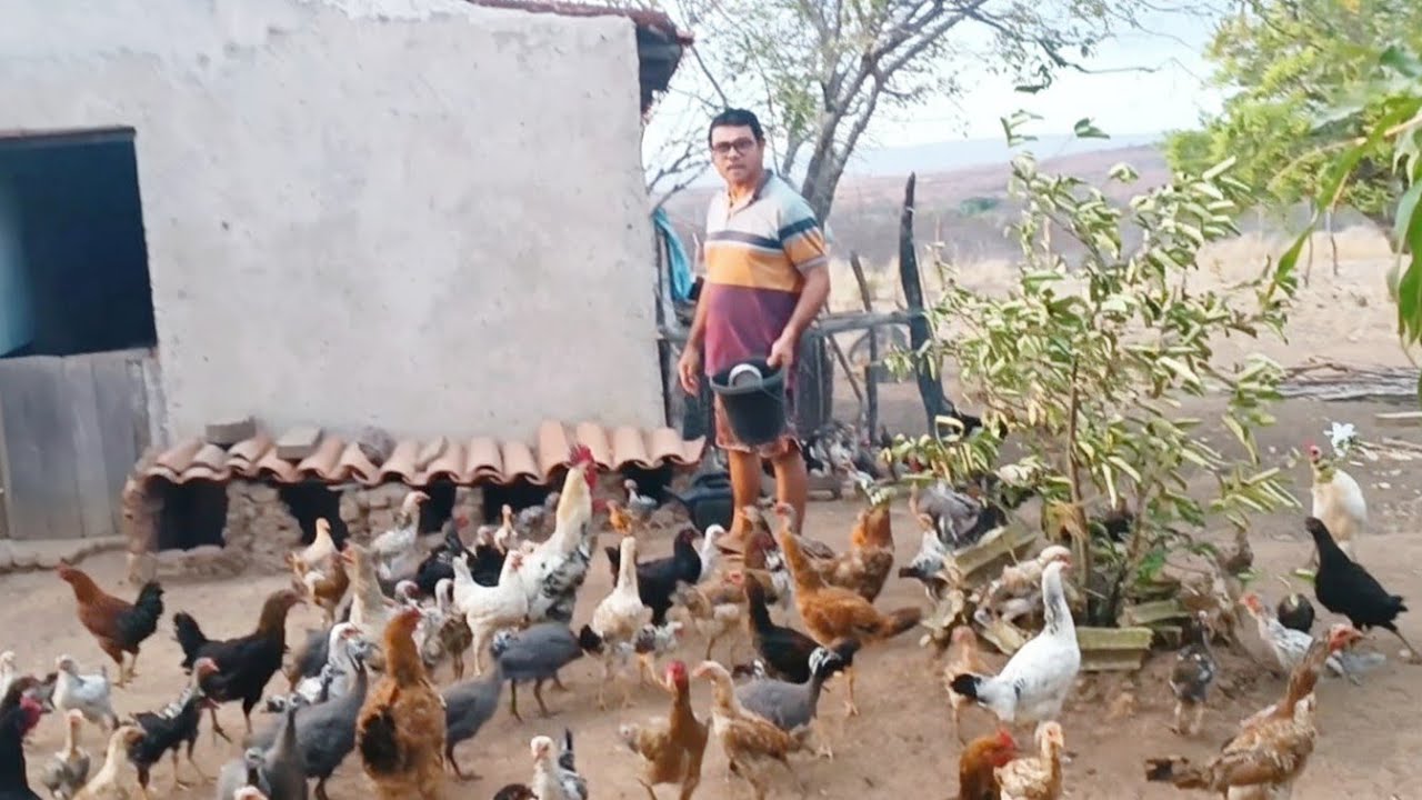 ISSO É UMA TERAPIA AOS OLHOS DO NORDESTINO SÓ QUEM VIVE NA ROÇA CONHECE ESSE VALOR 