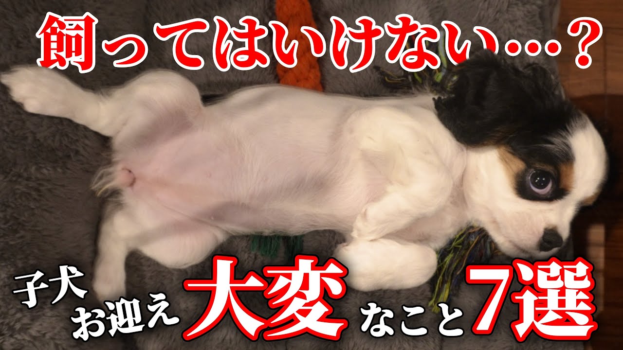 【子犬あるある】お迎えして後悔…？リアルに大変だったこと７選