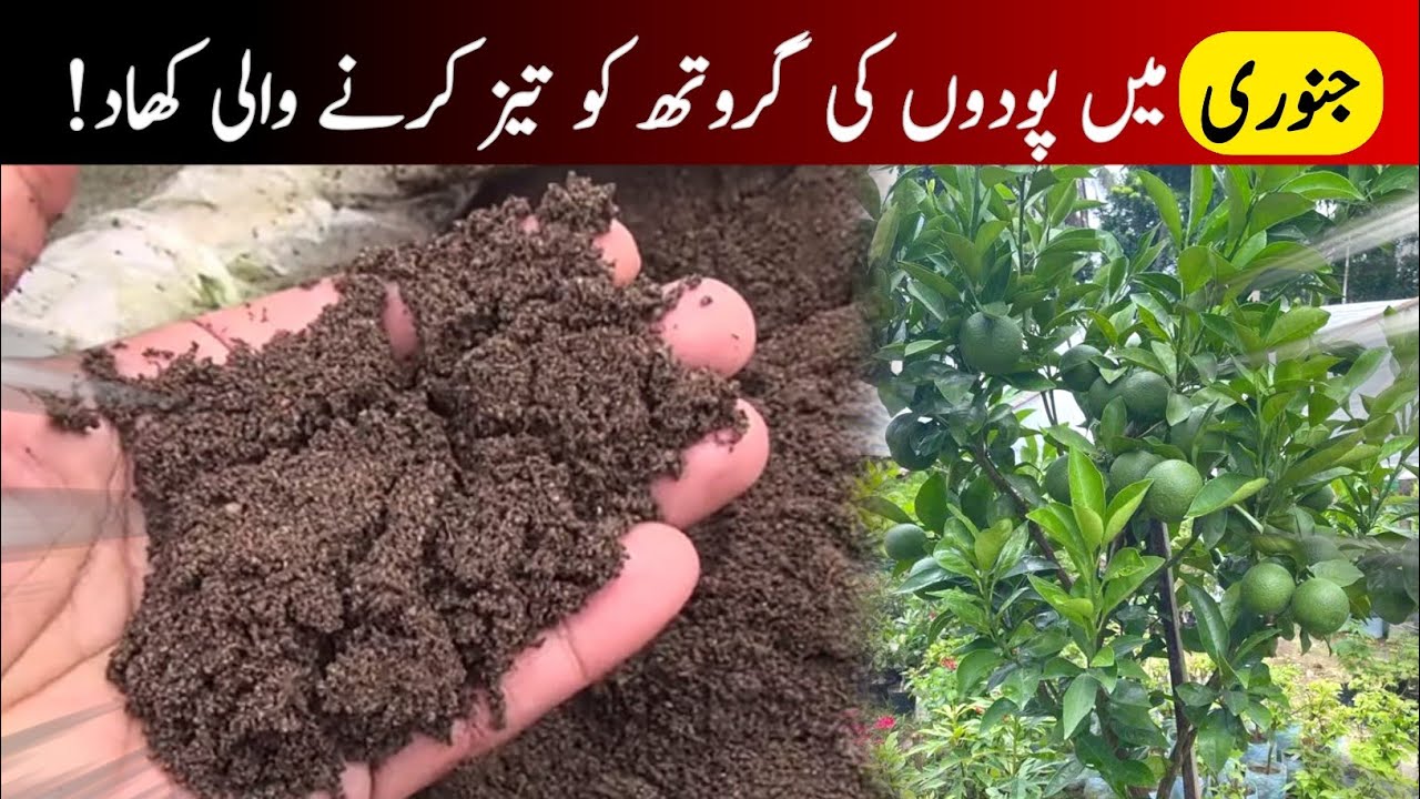 Best organic fertilizer for winter|organic compost|solid fertilizer