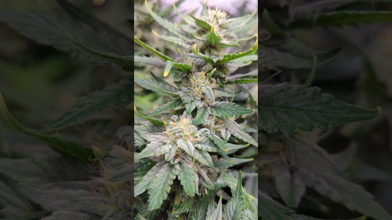 space cookies auto from crop king seeds