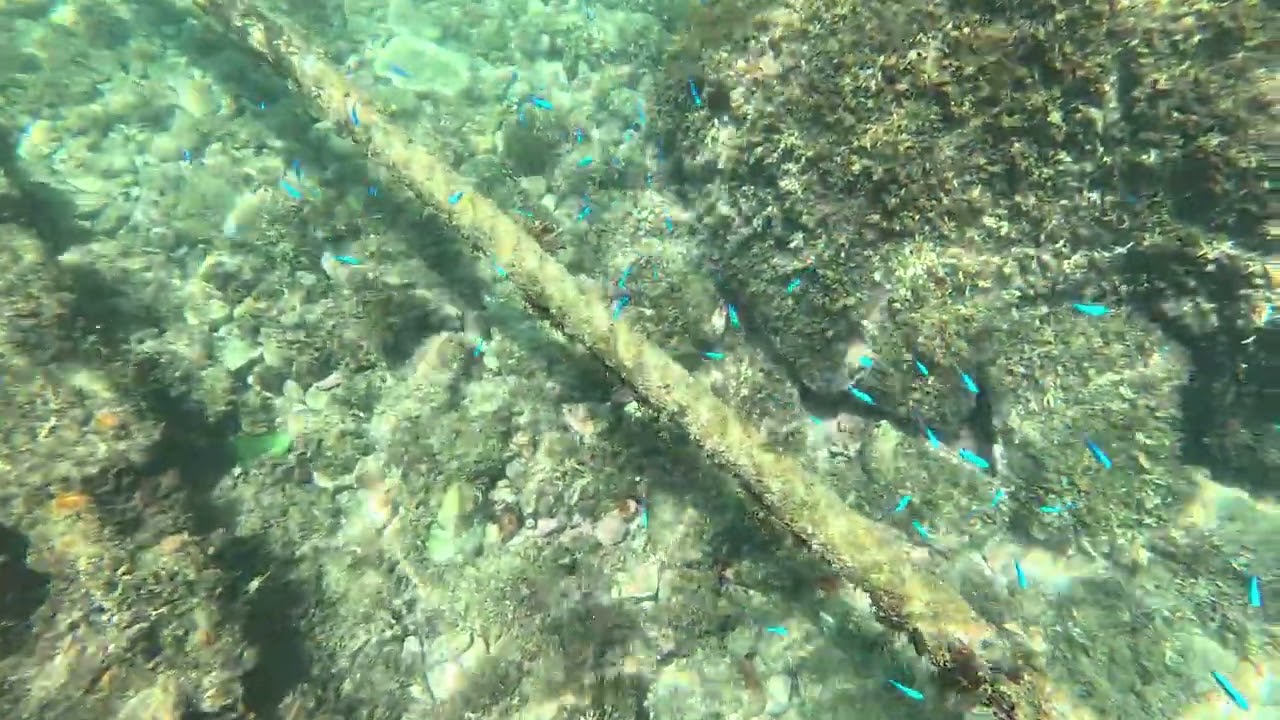 伊東　ソラスズメダイ　４