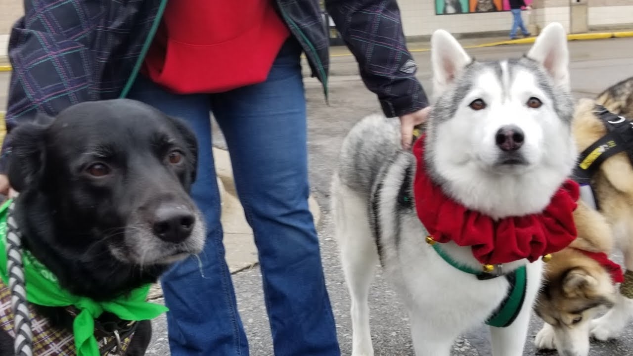 Talking Dog Sam - Christmas Shopping w/ Gone to the Snow Dogs