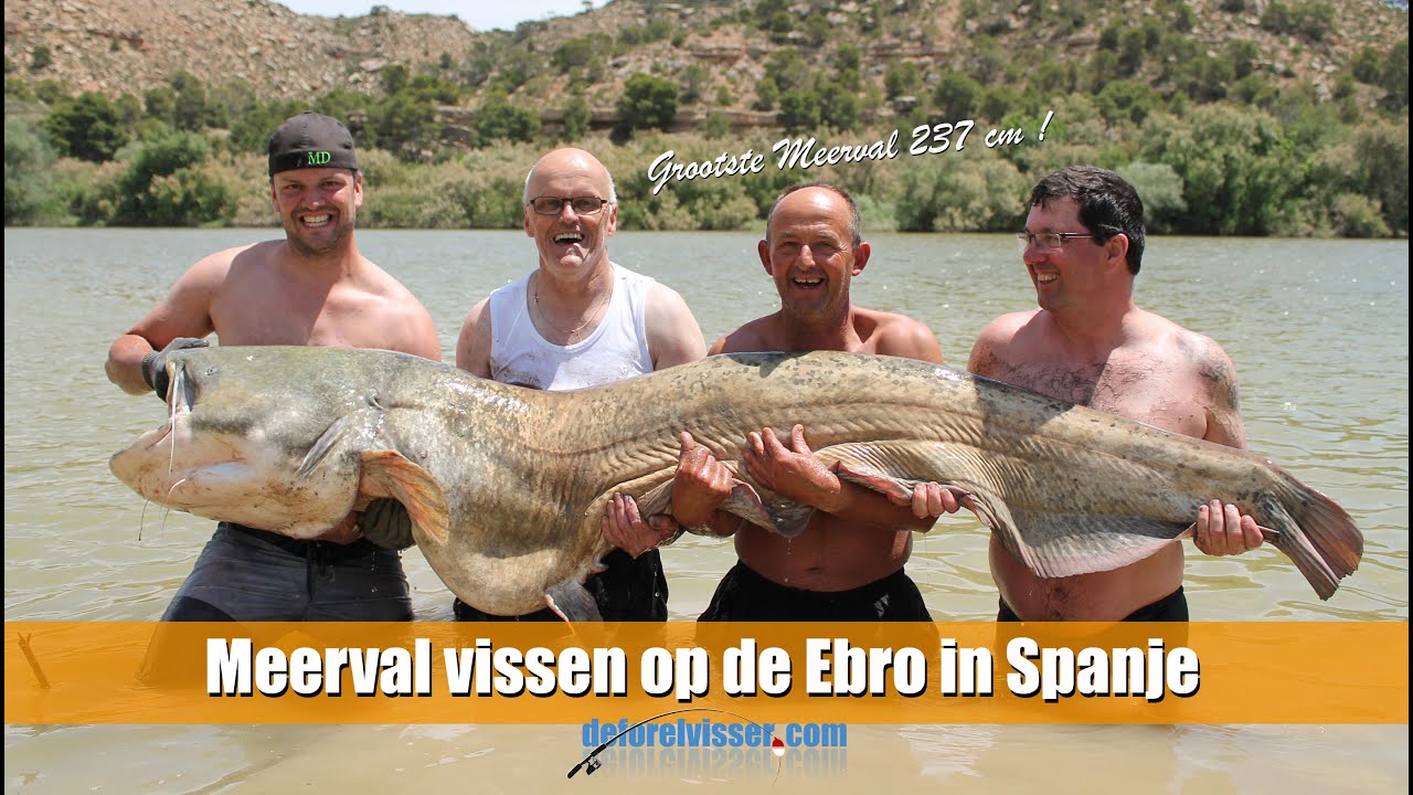 Meerval vissen op de Ebro in Spanje; Meerval van 237 cm