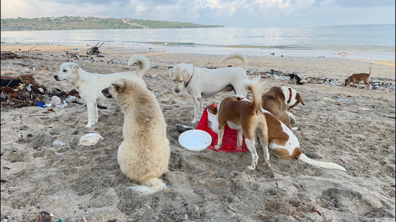 The beach becomes a place for dogs abandoned by their owners.