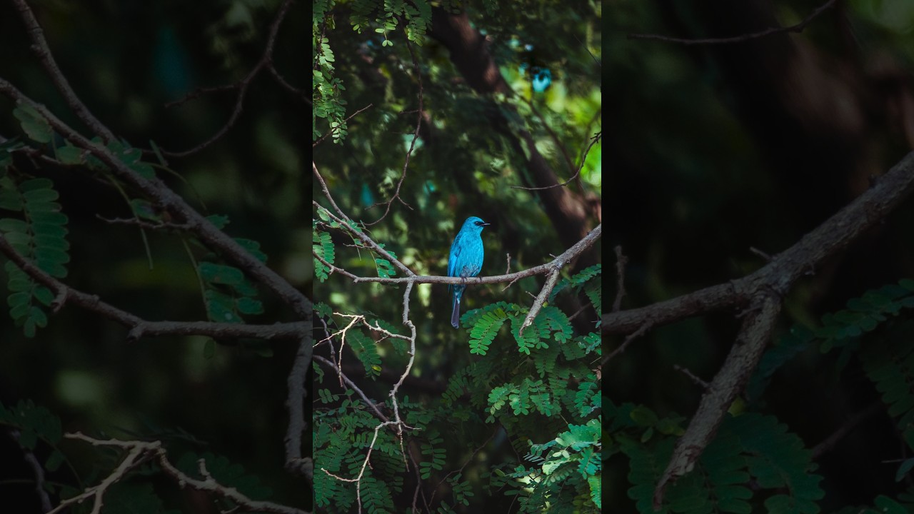 capturing photographs. using nikon z50,50-250mm 