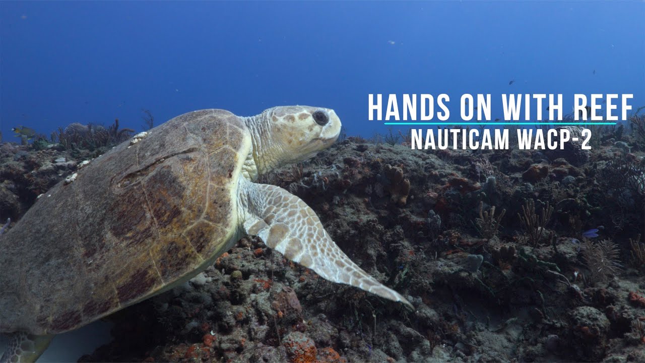 Hands on with Reef: Nauticam WACP 2