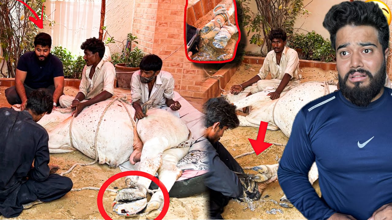 MY COW FOOT KHUR CUTTING 🤯 | COW HOOF GONE WRONG | SYED FAHAD